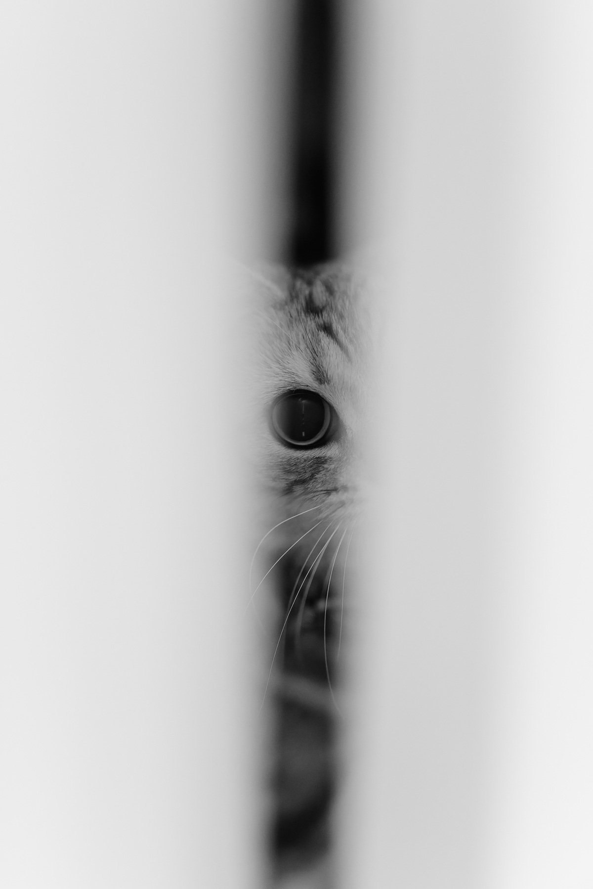 カーテンの隙間から片目をのぞかせる猫